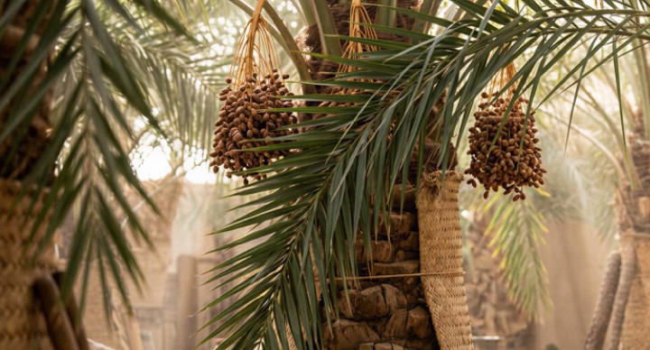 مبادرة إثراء للنخل
