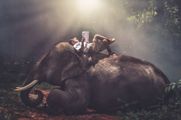 Why Did God Give Elephants Trunks?