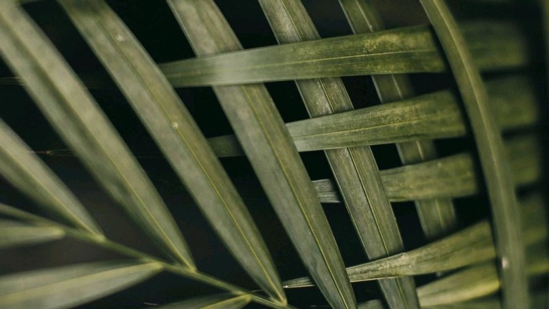 Date Palm Bio Weaving