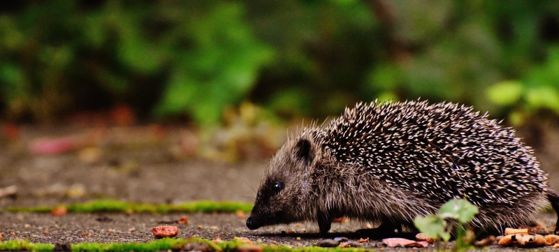 All Things Hedgehogs