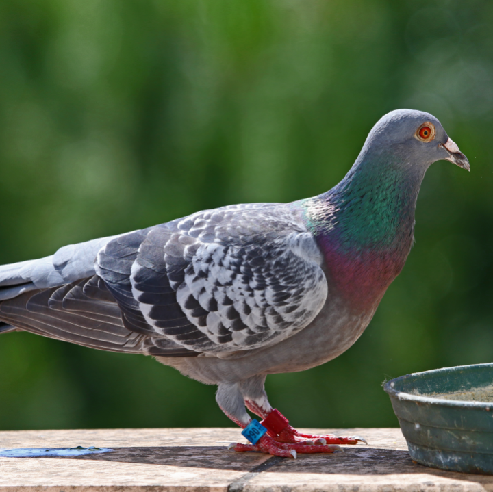 Why do pigeons have beaks?