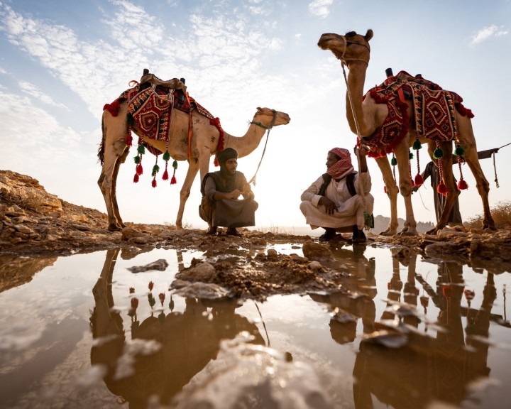 How Camels Became an Icon of Arab Culture